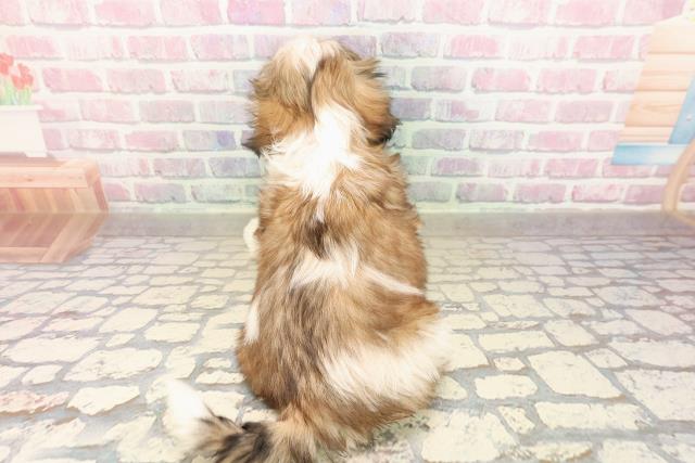 埼玉県のシーズー (Coo&RIKUアニマルケアセンター大宮/2025年9月5日生まれ/女の子/ゴールドホワイト)の子犬の4枚目の画像