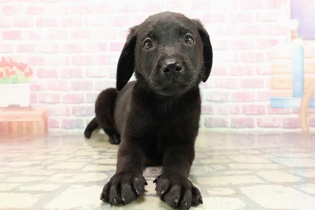 埼玉県のラブラドールレトリーバー (Coo&RIKU川越店/2025年9月7日生まれ/男の子/ブラック)の子犬の1枚目の画像