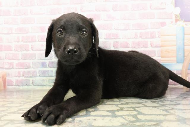 埼玉県のラブラドールレトリーバー (Coo&RIKU川越店/2025年9月7日生まれ/男の子/ブラック)の子犬の2枚目の画像