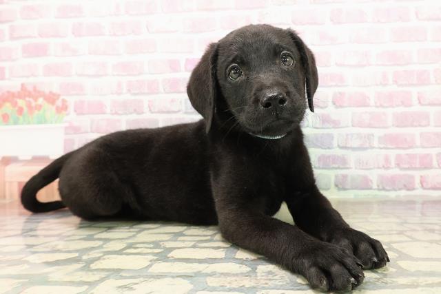 埼玉県のラブラドールレトリーバー (Coo&RIKU川越店/2025年9月7日生まれ/男の子/ブラック)の子犬の3枚目の画像