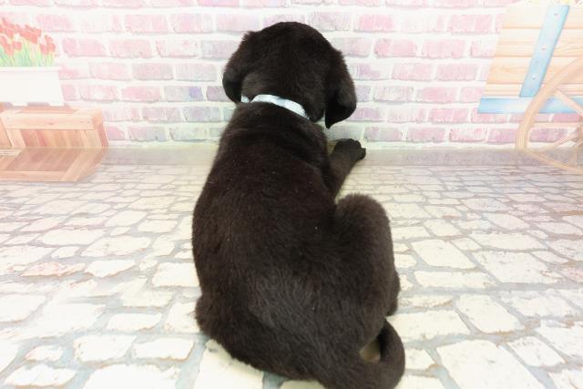 埼玉県のラブラドールレトリーバー (Coo&RIKU川越店/2025年9月7日生まれ/男の子/ブラック)の子犬の4枚目の画像