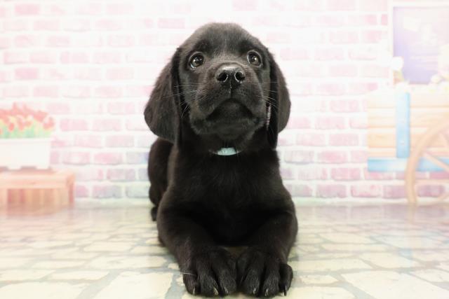 栃木県のラブラドールレトリーバー (Coo&RIKU宇都宮店/2025年9月7日生まれ/男の子/ブラック)の子犬