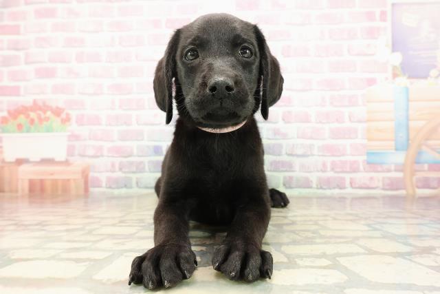 茨城県のラブラドールレトリーバー (Coo&RIKU日立店/2025年9月7日生まれ/女の子/ブラック)の子犬の1枚目の画像