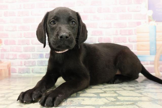 茨城県のラブラドールレトリーバー (Coo&RIKU日立店/2025年9月7日生まれ/女の子/ブラック)の子犬の2枚目の画像