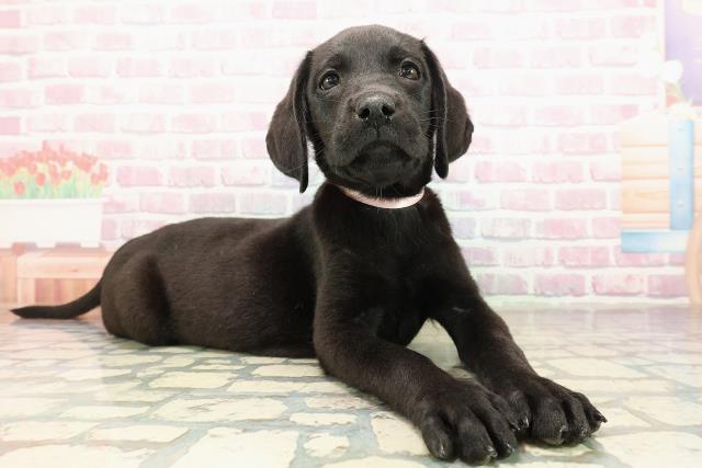 茨城県のラブラドールレトリーバー (Coo&RIKU日立店/2025年9月7日生まれ/女の子/ブラック)の子犬の3枚目の画像