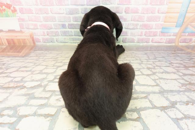 茨城県のラブラドールレトリーバー (Coo&RIKU日立店/2025年9月7日生まれ/女の子/ブラック)の子犬の4枚目の画像