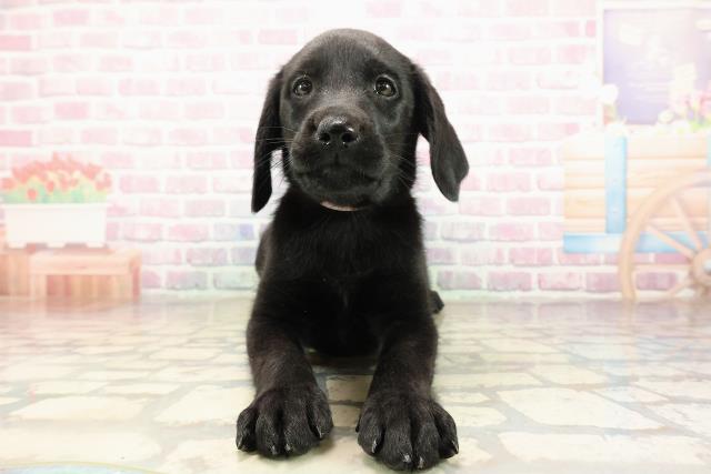 神奈川県のラブラドールレトリーバー (Coo&RIKU小田原店/2025年9月7日生まれ/女の子/ブラック)の子犬