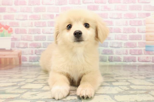 埼玉県のポメックス(ポメラニアン×ダックス) (Coo&RIKU川越店/2025年9月7日生まれ/女の子/クリーム)の子犬の1枚目の画像