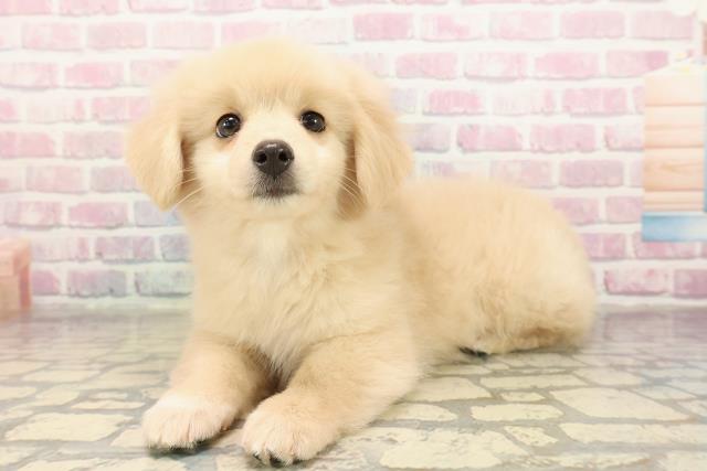 埼玉県のポメックス(ポメラニアン×ダックス) (Coo&RIKU川越店/2025年9月7日生まれ/女の子/クリーム)の子犬の2枚目の画像