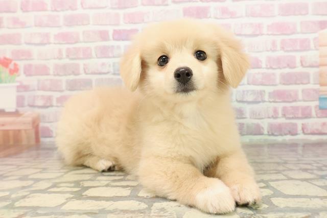 埼玉県のポメックス(ポメラニアン×ダックス) (Coo&RIKU川越店/2025年9月7日生まれ/女の子/クリーム)の子犬の3枚目の画像