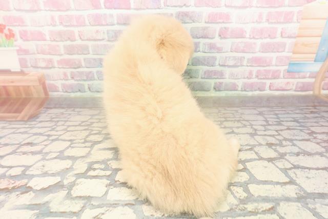 埼玉県のポメックス(ポメラニアン×ダックス) (Coo&RIKU川越店/2025年9月7日生まれ/女の子/クリーム)の子犬の4枚目の画像