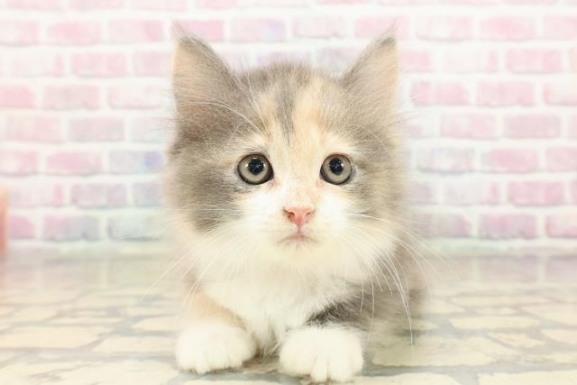 東京都のサイベリアン (Coo&RIKU中野サンモール店/2025年9月10日生まれ/女の子/ダイリュートキャリコ)の子猫