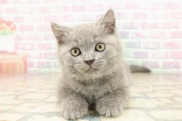 東京都のブリティッシュショートヘアー (Coo&RIKU三軒茶屋店/2025年9月10日生まれ/男の子/ブルー)の子猫
