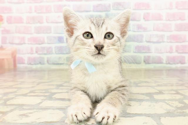 エジプシャンマウ