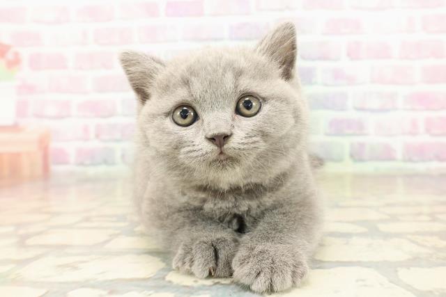 ブリティッシュショートヘアー