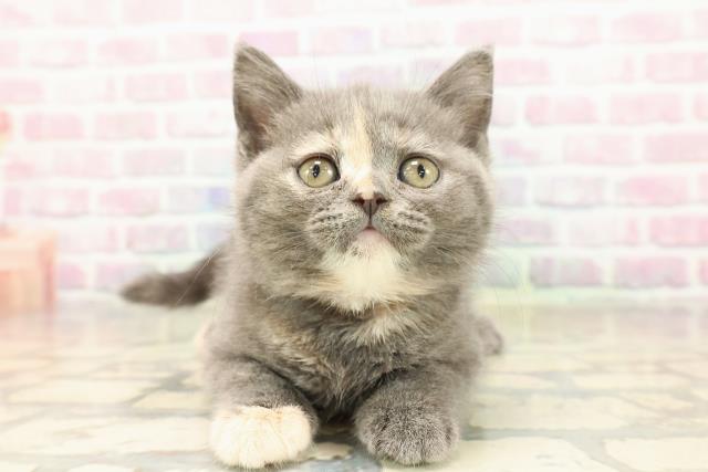 ブリティッシュショートヘアー