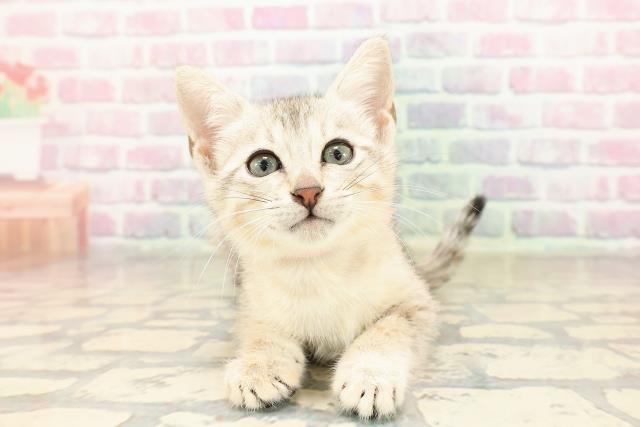 エジプシャンマウ