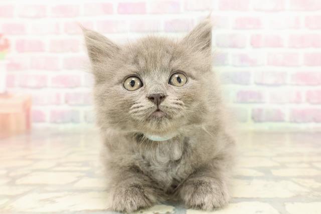 東京都のブリティッシュロングヘアー (Coo&RIKU大久保店/2025年9月10日生まれ/男の子/ブルー)の子猫
