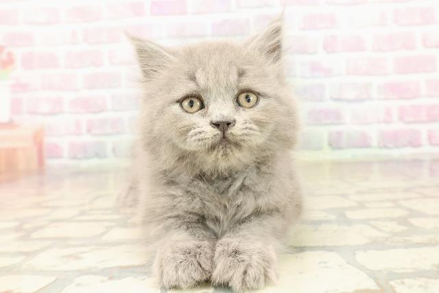 ブリティッシュロングヘアー