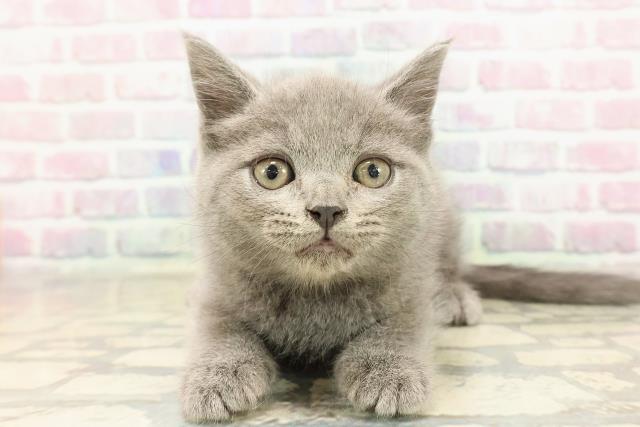 ブリティッシュショートヘアー