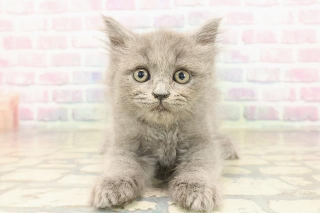 ブリティッシュロングヘアー