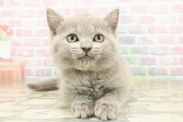 ブリティッシュショートヘアー