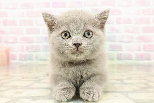 ブリティッシュショートヘアー