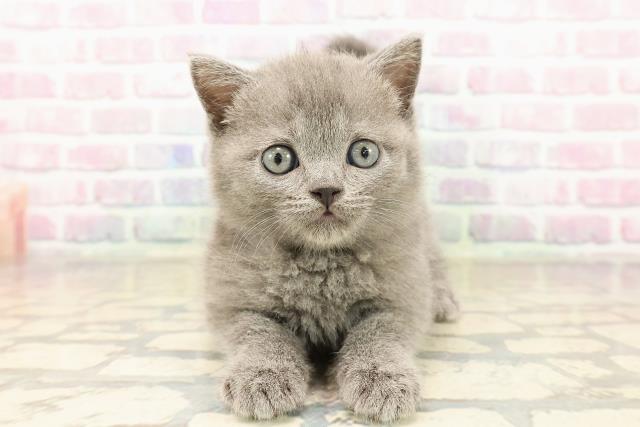 ブリティッシュショートヘアー