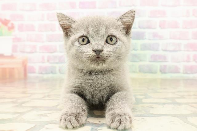 ブリティッシュショートヘアー