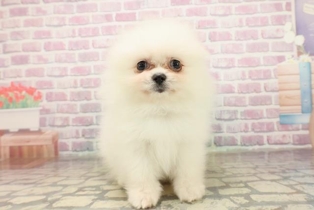 東京都のポメラニアン (Coo&RIKU秋葉原店/2025年9月3日生まれ/男の子/クリーム)の子犬