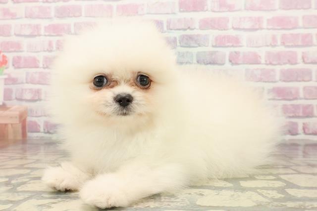東京都のポメラニアン (Coo&RIKU秋葉原店/2025年9月3日生まれ/男の子/クリーム)の子犬の2枚目の画像