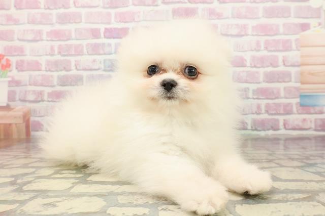 東京都のポメラニアン (Coo&RIKU秋葉原店/2025年9月3日生まれ/男の子/クリーム)の子犬の3枚目の画像