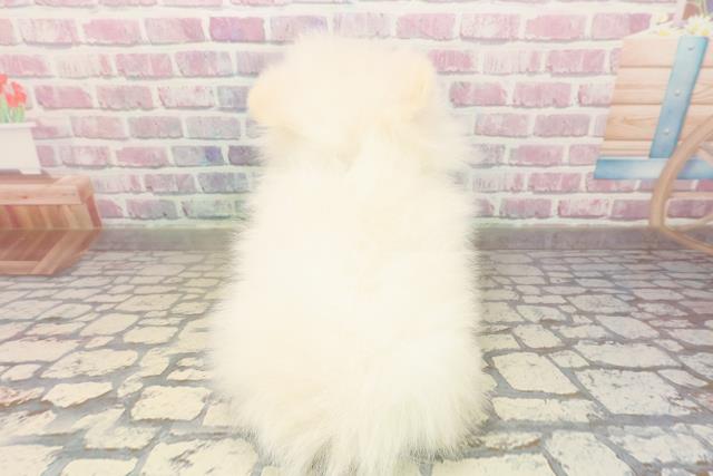 東京都のポメラニアン (Coo&RIKU秋葉原店/2025年9月3日生まれ/男の子/クリーム)の子犬の4枚目の画像