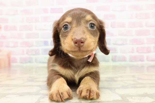 東京都のカニンヘンダックスフンド(ロング) (Coo&RIKU池袋西口店/2025年9月7日生まれ/女の子/チョコレートタン)の子犬