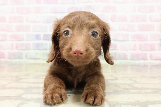 東京都のカニンヘンダックスフンド(ロング) (Coo&RIKU大久保店/2025年9月7日生まれ/女の子/チョコレートソリット)の子犬