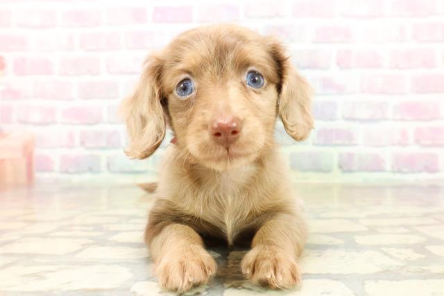 東京都のカニンヘンダックスフンド(ロング) (Coo&RIKU武蔵小山店/2025年9月7日生まれ/女の子/チョコレートダップル)の子犬