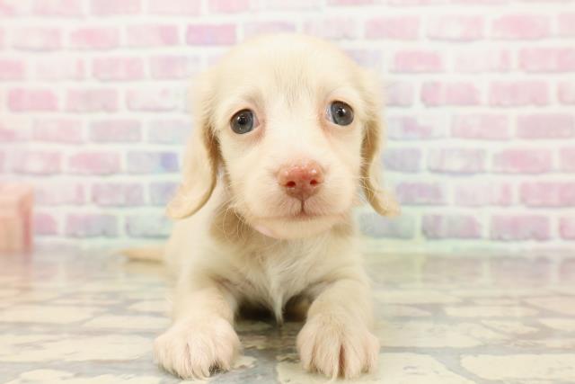 茨城県のカニンヘンダックスフンド(ロング) (Coo&RIKU日立店/2025年9月7日生まれ/女の子/イエロー)の子犬の1枚目の画像