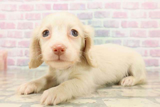 茨城県のカニンヘンダックスフンド(ロング) (Coo&RIKU日立店/2025年9月7日生まれ/女の子/イエロー)の子犬の2枚目の画像