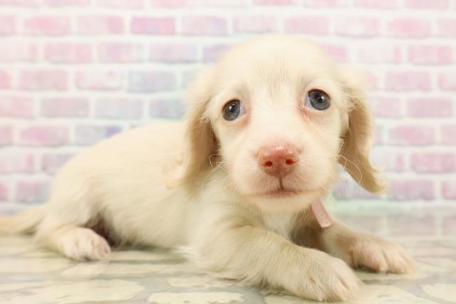 茨城県のカニンヘンダックスフンド(ロング) (Coo&RIKU日立店/2025年9月7日生まれ/女の子/イエロー)の子犬の3枚目の画像