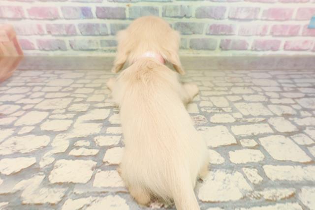 茨城県のカニンヘンダックスフンド(ロング) (Coo&RIKU日立店/2025年9月7日生まれ/女の子/イエロー)の子犬の4枚目の画像