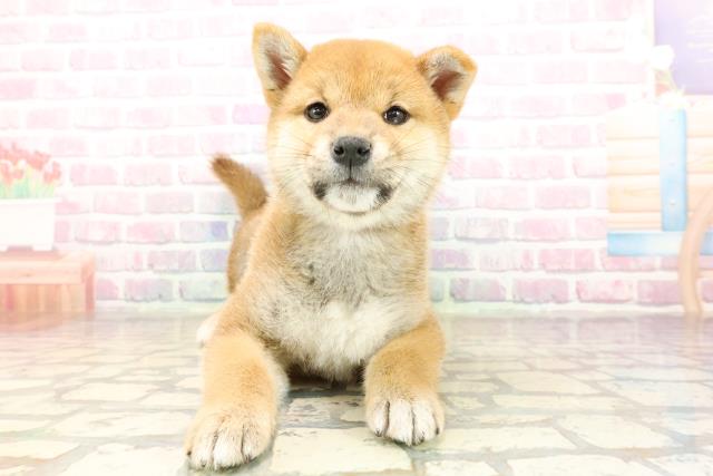 神奈川県の柴犬(標準サイズ) (Coo&RIKU平塚店/2025年9月9日生まれ/女の子/赤)の子犬の1枚目の画像