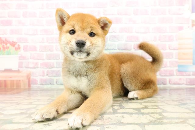 神奈川県の柴犬(標準サイズ) (Coo&RIKU平塚店/2025年9月9日生まれ/女の子/赤)の子犬の2枚目の画像