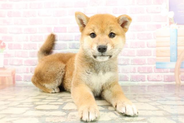 神奈川県の柴犬(標準サイズ) (Coo&RIKU平塚店/2025年9月9日生まれ/女の子/赤)の子犬の3枚目の画像