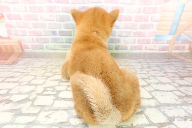 神奈川県の柴犬(標準サイズ) (Coo&RIKU平塚店/2025年9月9日生まれ/女の子/赤)の子犬の4枚目の画像