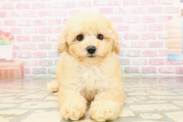 トイ・プードル