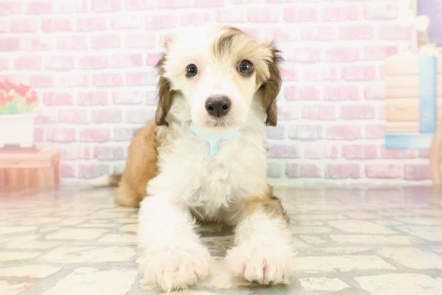 栃木県のチャイニーズクレステッドドッグ (Coo&RIKUFKDインターパーク店/2025年9月10日生まれ/男の子/ホワイトブラウン)の子犬の1枚目の画像