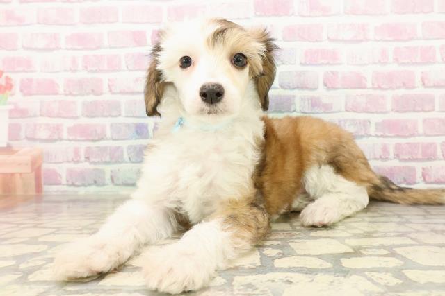 栃木県のチャイニーズクレステッドドッグ (Coo&RIKUFKDインターパーク店/2025年9月10日生まれ/男の子/ホワイトブラウン)の子犬の2枚目の画像