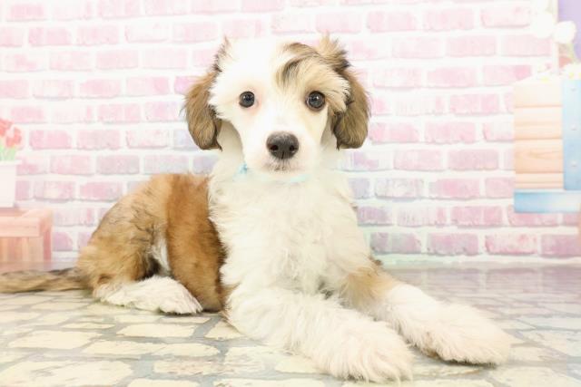 栃木県のチャイニーズクレステッドドッグ (Coo&RIKUFKDインターパーク店/2025年9月10日生まれ/男の子/ホワイトブラウン)の子犬の3枚目の画像