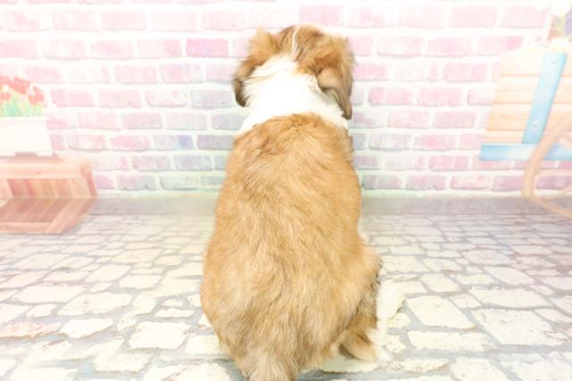 栃木県のチャイニーズクレステッドドッグ (Coo&RIKUFKDインターパーク店/2025年9月10日生まれ/男の子/ホワイトブラウン)の子犬の4枚目の画像