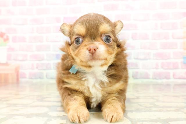 東京都のチワワ(ロング) (Coo&RIKU三軒茶屋店/2025年9月9日生まれ/男の子/チョコレートタンホワイト)の子犬